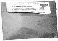 Incrupila aspidii image